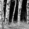 New Brunswick Birches 1